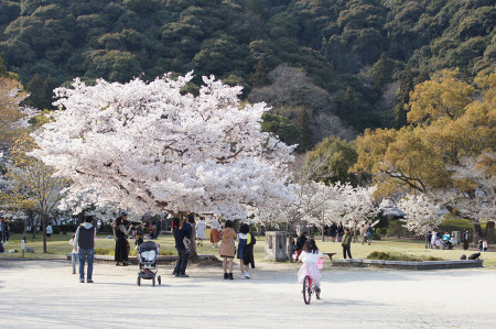 吉香公園の桜 | 岩国市で新築一戸建てならネストハウス