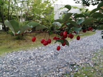 実 | 岩国市で新築ならネストハウス